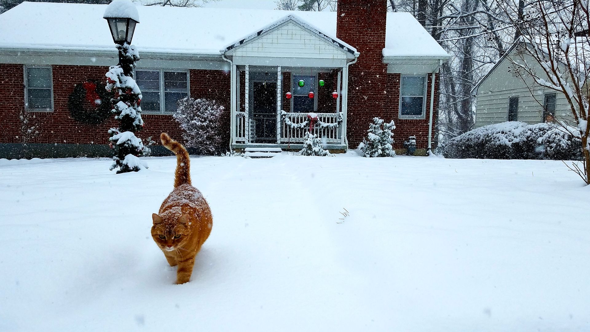 2018-12-09 Snow - Alvin the Cat